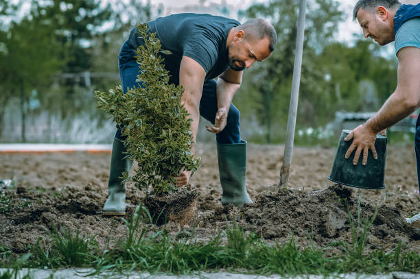 Professional Tree Service in Hamtramck, MI